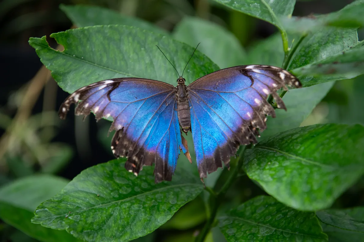 Impressionen vom Schmetterlingshaus im Gartencenter Meier in Dürnten